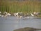 Avian Banquet: Painted Storks, Spoonbills, and Ducks Feeding in a Lake