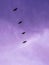 Avian creatures soaring through the air against a majestic backdrop of a cloudy purple sky