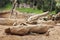 Aviary with animals in Biopark of Valencia. Meerkats and giraffes on public display