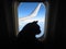 Aviation cat flying in an airplane looking out the porthole overlooking the blue sky wing. Silhouette of cat in the airplane windo