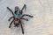 Avicularia versicolor spider standing on wooden background.