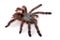 Avicularia Versicolor, Tarantula, Isolated