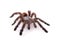 Avicularia Versicolor, Tarantula, Isolated