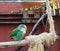 Aviculture, beautiful blue color mutation of a peach faced lovebird sitting on a branch in the aviary