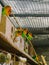 Aviculture, a group of lovebirds together in the aviary, small tropical parrots from africa