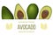 Avocado card template with copy space on stripe. ripe raw fruit. Persea americana exotic