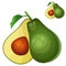 Avocado. Cartoon vector icon isolated on white