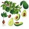 Avocado collection with colorful sketch illustration