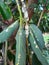 Avocado damaged by Seychelles scale, Icerya seychellarum Hemiptera: Monophlebidae. Mediterranean Basin