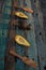 Avocado decorated on wood with wooden shovels