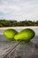 Avocado on exotic beach background