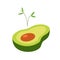 Avocado flat. Sprouting plant. Healthy food. Nature. Life in the plant. Isometric avocado