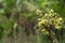 Avocado flower on plant