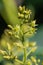 Avocado flowers, Persea americana