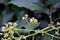 Avocado flowers in production orchard