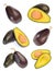 Avocado fruit collection