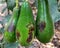 Avocado fruits damaged by Orchid or Anthurium thrips