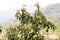 Avocado fruits on tree.