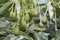 Avocado fruits on the tree ready for harvest. Hass avocado