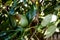 Avocado, green gold, trendy fruit for a diet with healthy fats, hung on the tree
