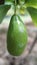 An avocado on green leafy branch