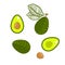 Avocado green vector isolated illustration.