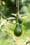 Avocado grow in north of Thailand, organic avocado farming