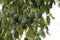 Avocado grow on the tree. Avocado growing industry