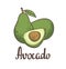 Avocado, half of avocado, avocado seed Hand drawn painting isolated on white background.