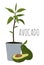 Avocado - half, whole and avocado tree with leaves in pot. Cartoon hand draw illustration isolated on white background