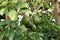 Avocado palta guacamole on tree