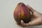Avocado Pear in Hand