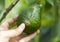 Avocado peel damaged, avocado disease problem, organic farming