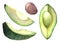 Avocado piece watercolor hand draw illustration isolated on white background.