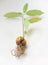 Avocado Plant Sprouting from Seed showing Roots