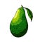 avocado ripe sketch hand drawn vector