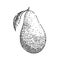 avocado ripe sketch hand drawn vector