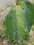 Avocado scab on avocado leaf