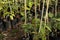 Avocado seedlings for sale in the nursery