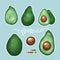 Avocado Set, Procreate sketch, Raster illustration, Green background