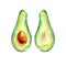 Avocado slice .  Watercolor