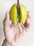 Avocado sprout on human hand