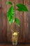 An avocado sprout with leaves and roots in a glass of water. A young avocado tree. Wooden brown wall and table.