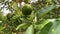 Avocado tree close-up, natural atmospheric video. Healthy food concept