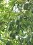 Avocado tree with fruits in mexico