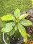 Avocado tree plant growing in a pot