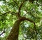 Avocado tree trunk and canopy