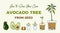 Avocado tree vector growing guide poster. Green simple instruction to grow avocado tree from seed. Avocado life cycle