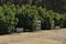 Avocado trees in an orchard with crates for storage