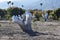 Avocado trees with palm trees in the middle and the Santa Barbara mountains in background.